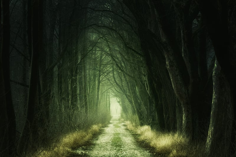 Woodland Magic
